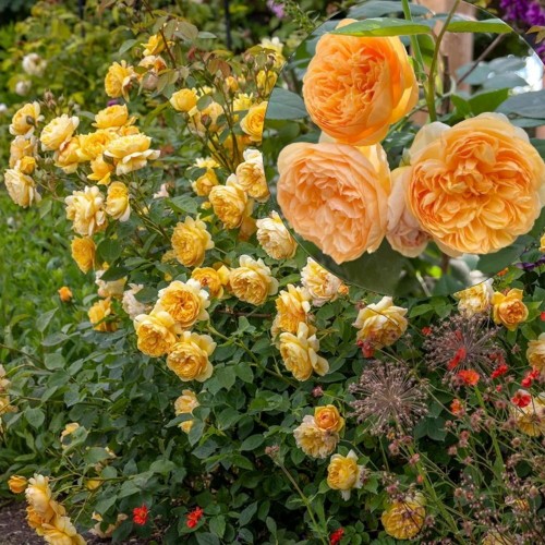 Rosa 'Bring Me Sunshine' - Roos 'Bring Me Sunshine' 